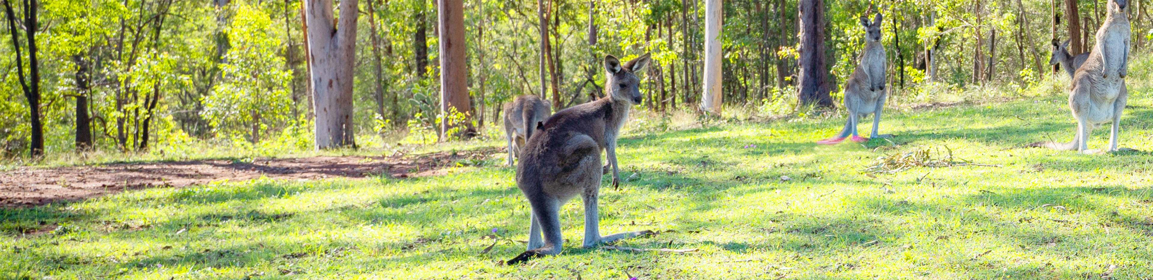 kangaroo in field